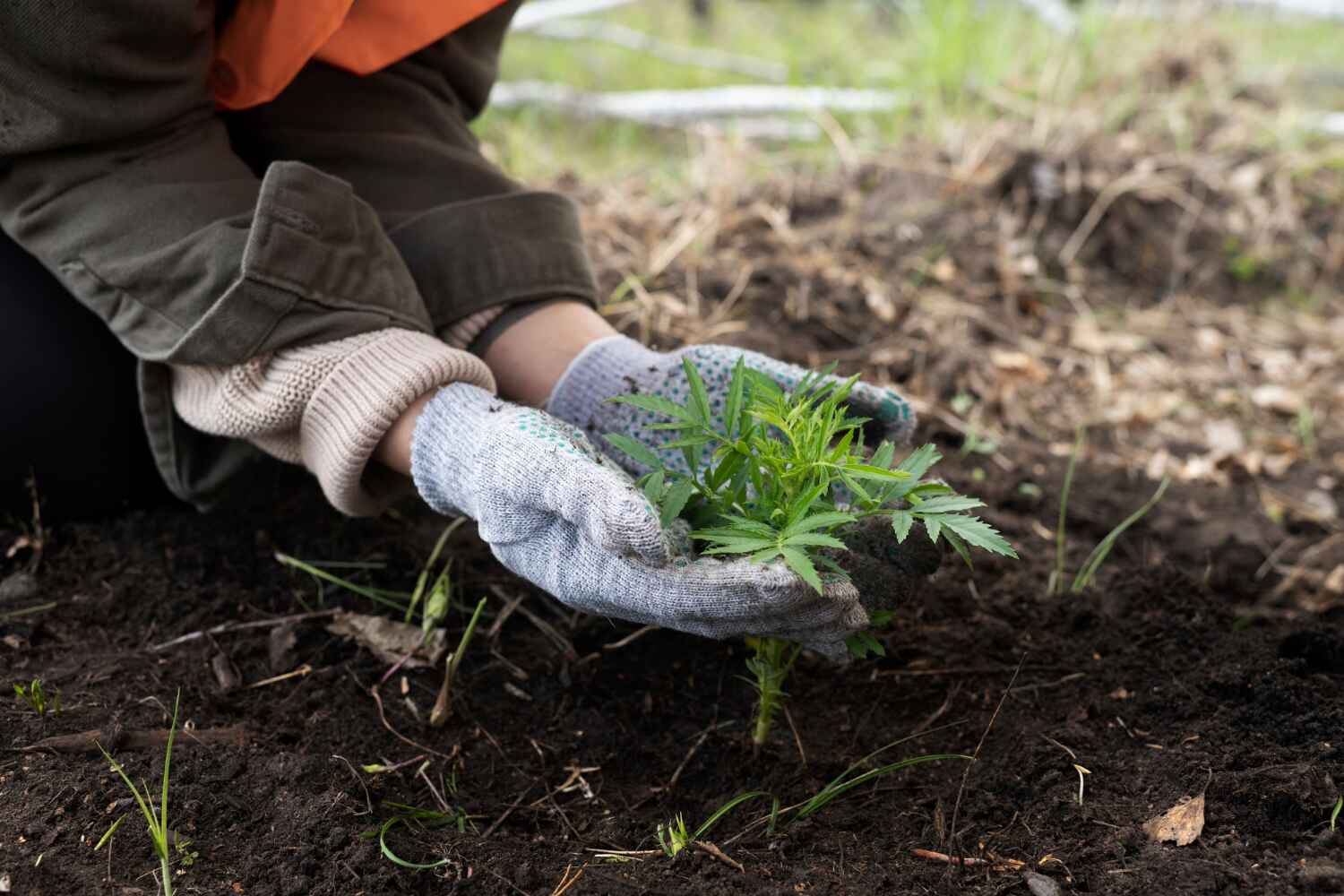 Reliable Sweetwater, FL Tree Service Solutions